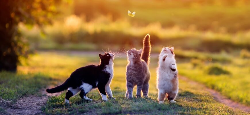 Three,Funny,Cats,Jump,For,A,Butterfly,On,A,Summer